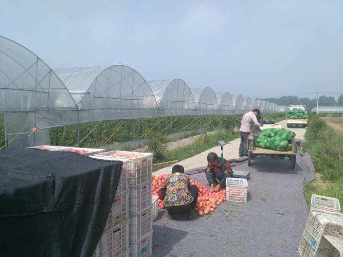 云田商城深入田間地頭助力當(dāng)?shù)剞r(nóng)產(chǎn)品銷售