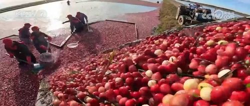 多地特色農產品迎來采收季 產銷兩旺 串 起致富路